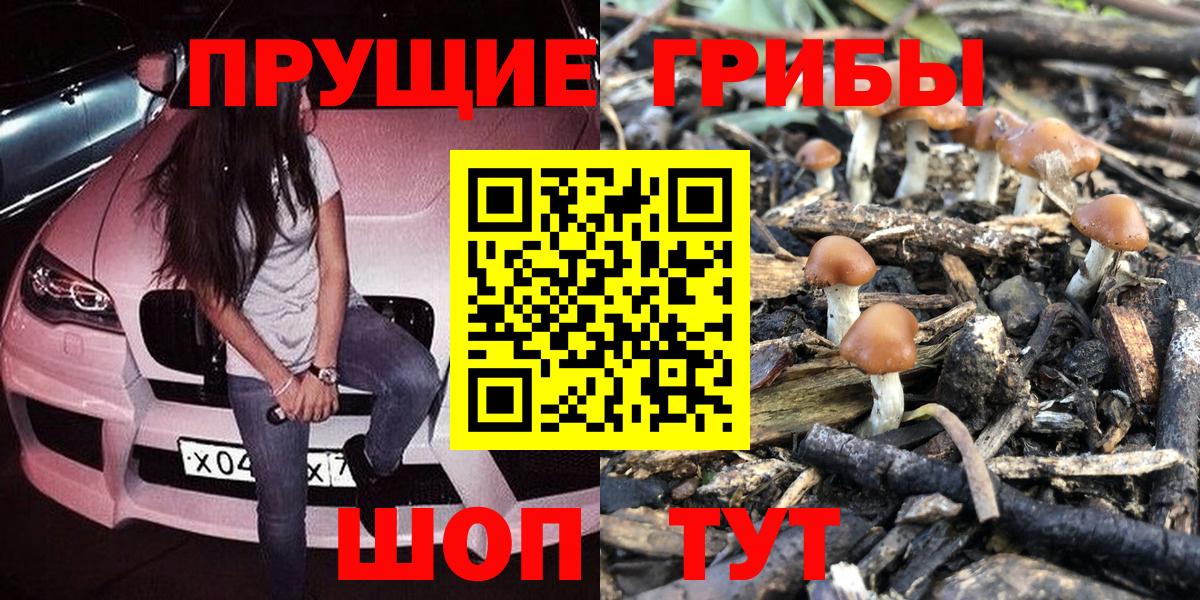 Сальск  Псилоцибиновые грибы Psilocybe  Вход с VPN 